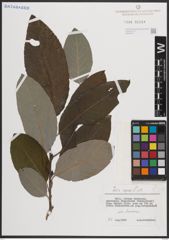 Foto von Salix caprea L.